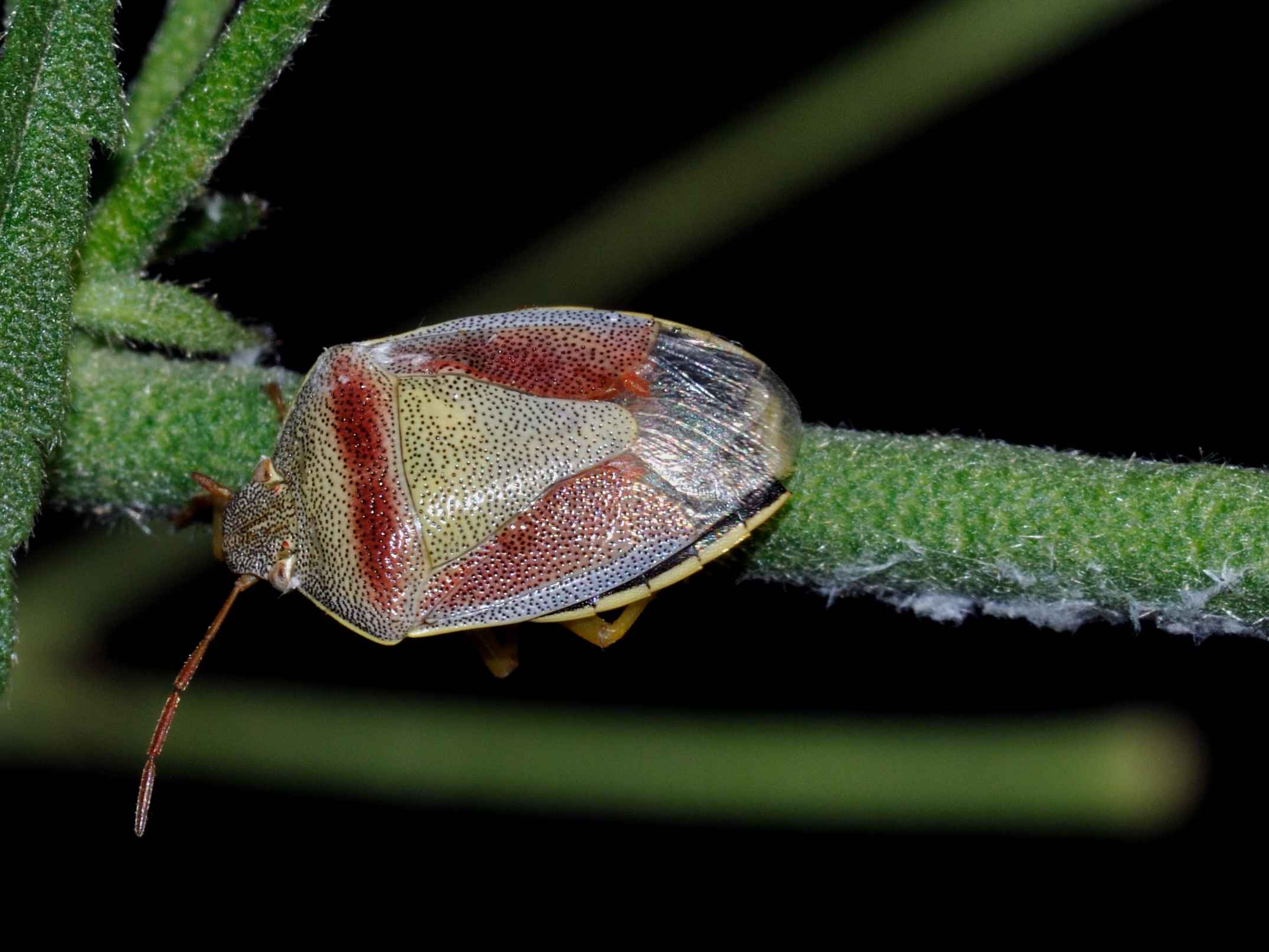 Conferma per Piezodorus lituratus